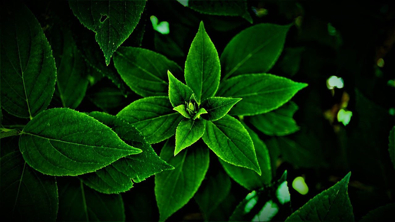leaves, green, bright-5335577.jpg
